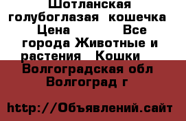 Шотланская голубоглазая  кошечка › Цена ­ 5 000 - Все города Животные и растения » Кошки   . Волгоградская обл.,Волгоград г.